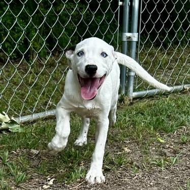 Enlarge Cagney, a Adoptable Mixed Breed in Poplar Bluff, MO image 6/6