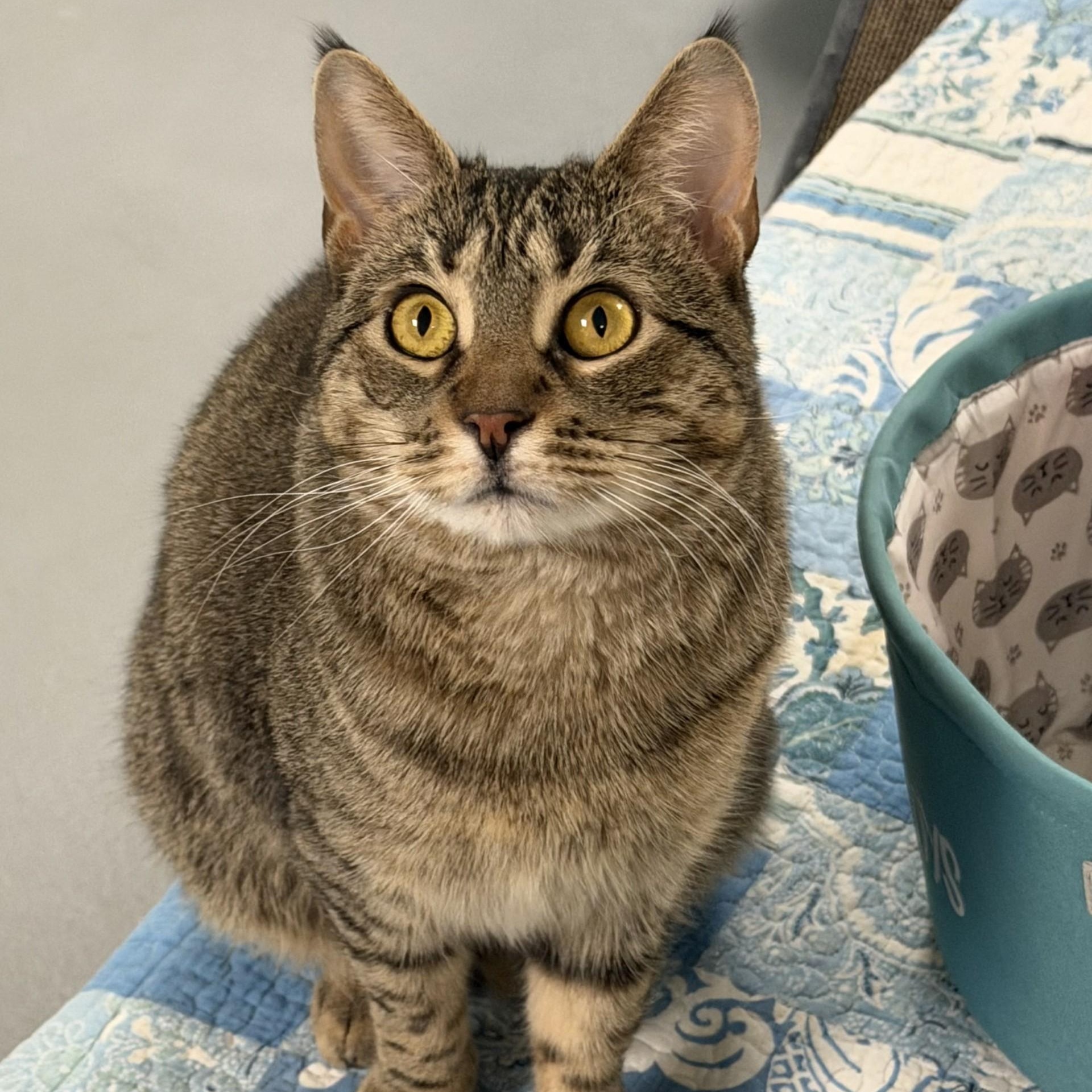 Enlarge Symphony, an adopted Domestic Short Hair in Norwalk, CT image 2/4