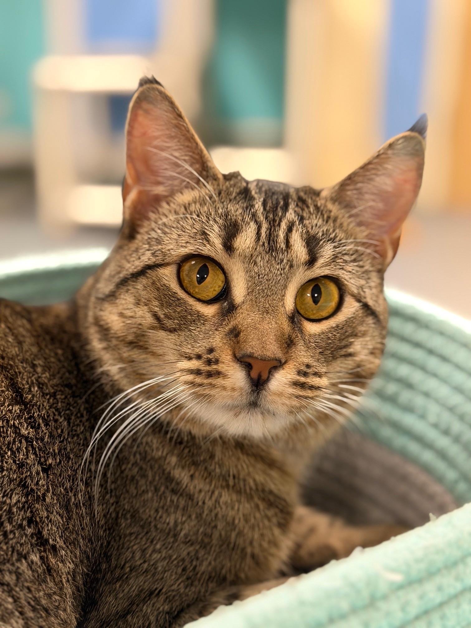 Symphony, Adoptable, Young Female Domestic Short Hair.
