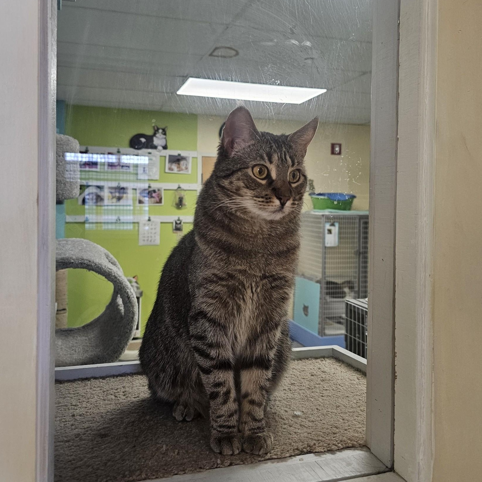 Enlarge Symphony, an adopted Domestic Short Hair in Norwalk, CT image 4/4