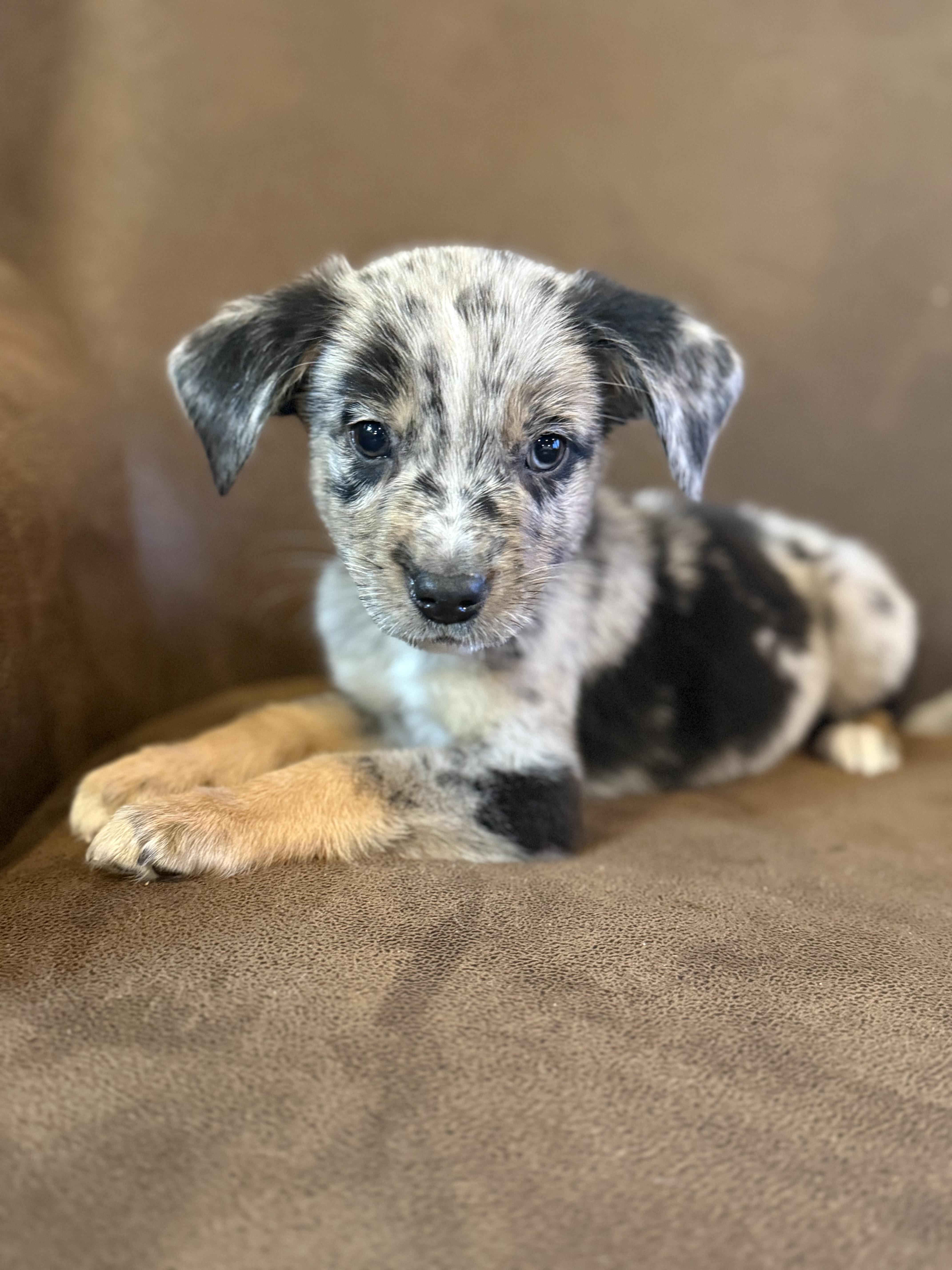 Enlarge Andrew, a ADOPTABLE mixed breed in Hales corners, WI image 2/3