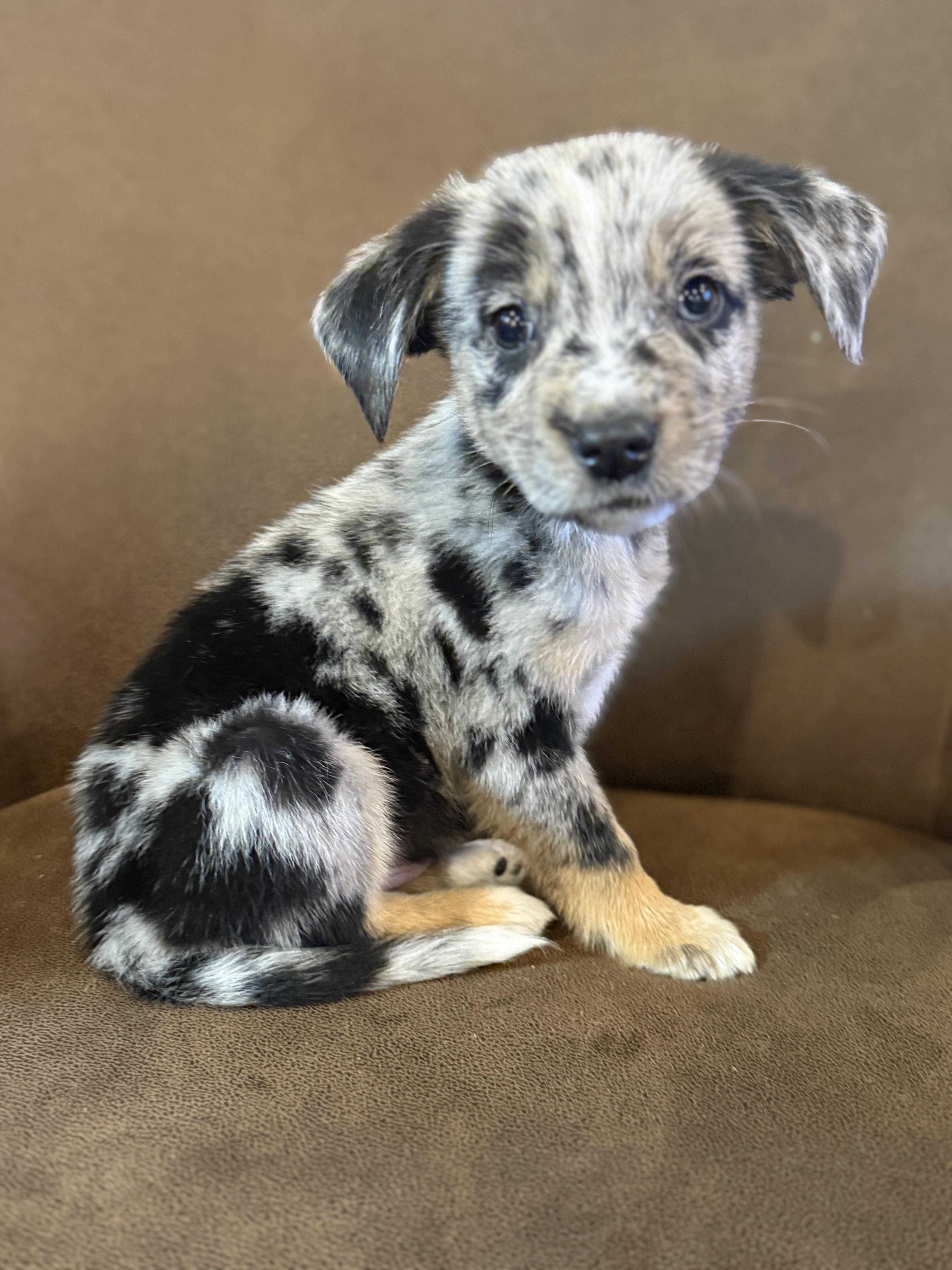 Andrew, ADOPTABLE, Puppy Male Australian Shepherd & Spaniel.