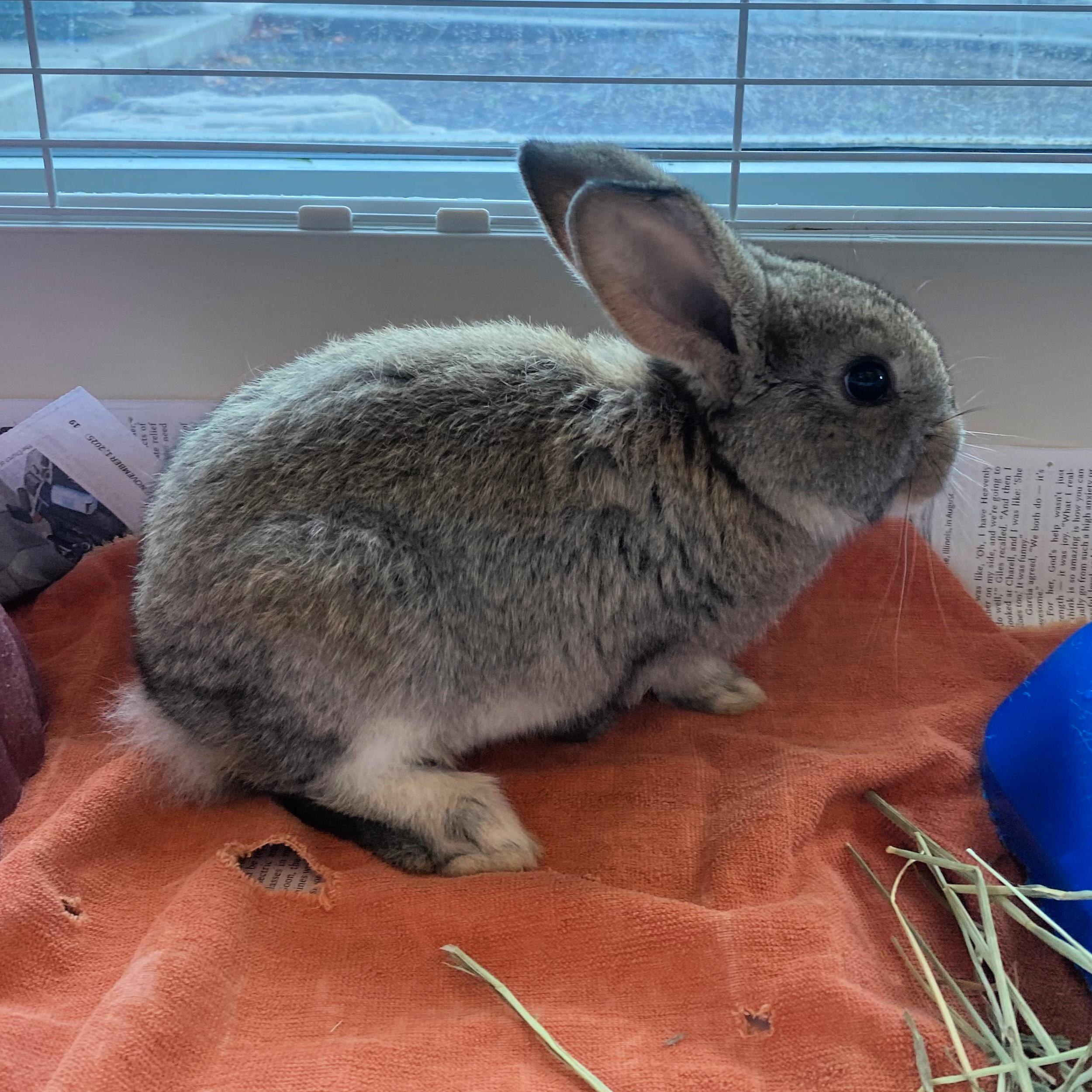 Felix, ADOPTABLE, Young Male Bunny Rabbit.