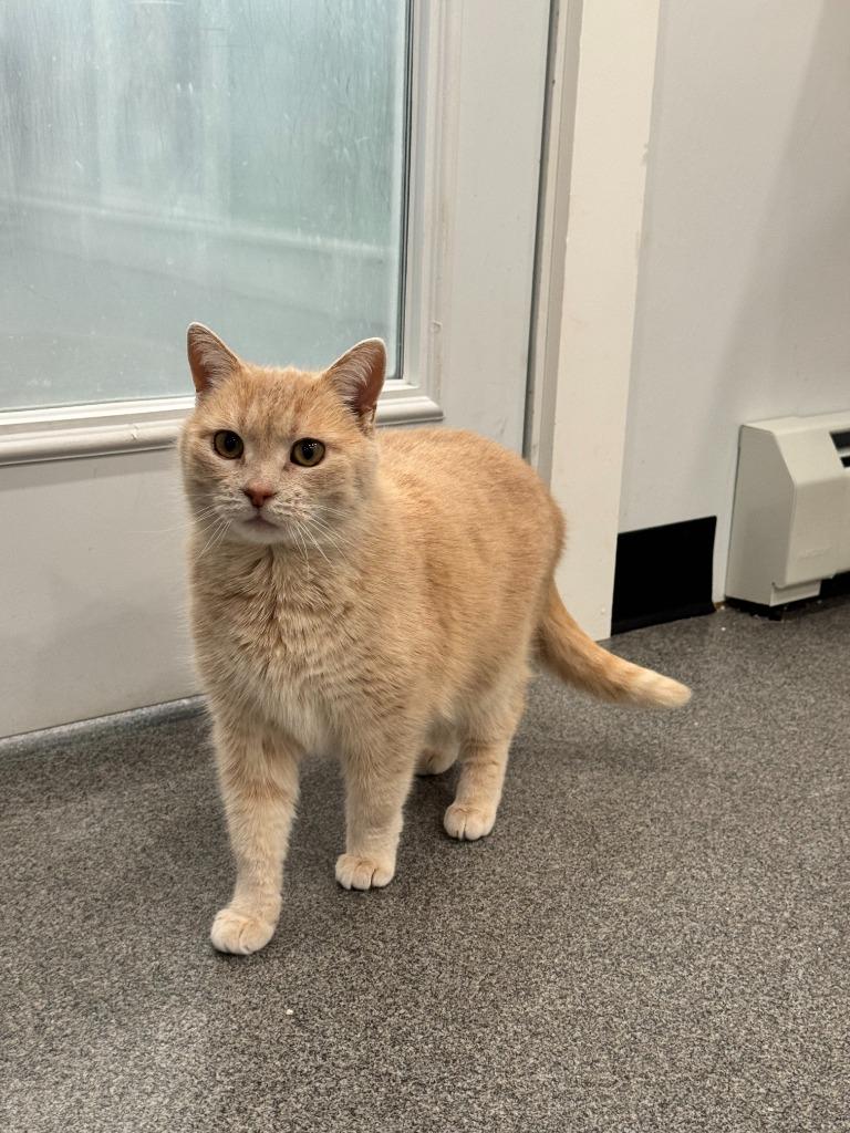 Chloe, Adopted, Senior Female Domestic Medium Hair.