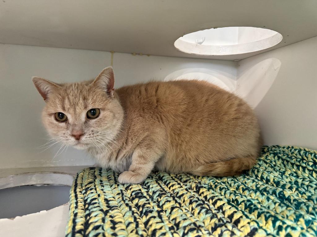 Enlarge Chloe, a Adopted mixed breed in Lunenburg, VT image 2/2