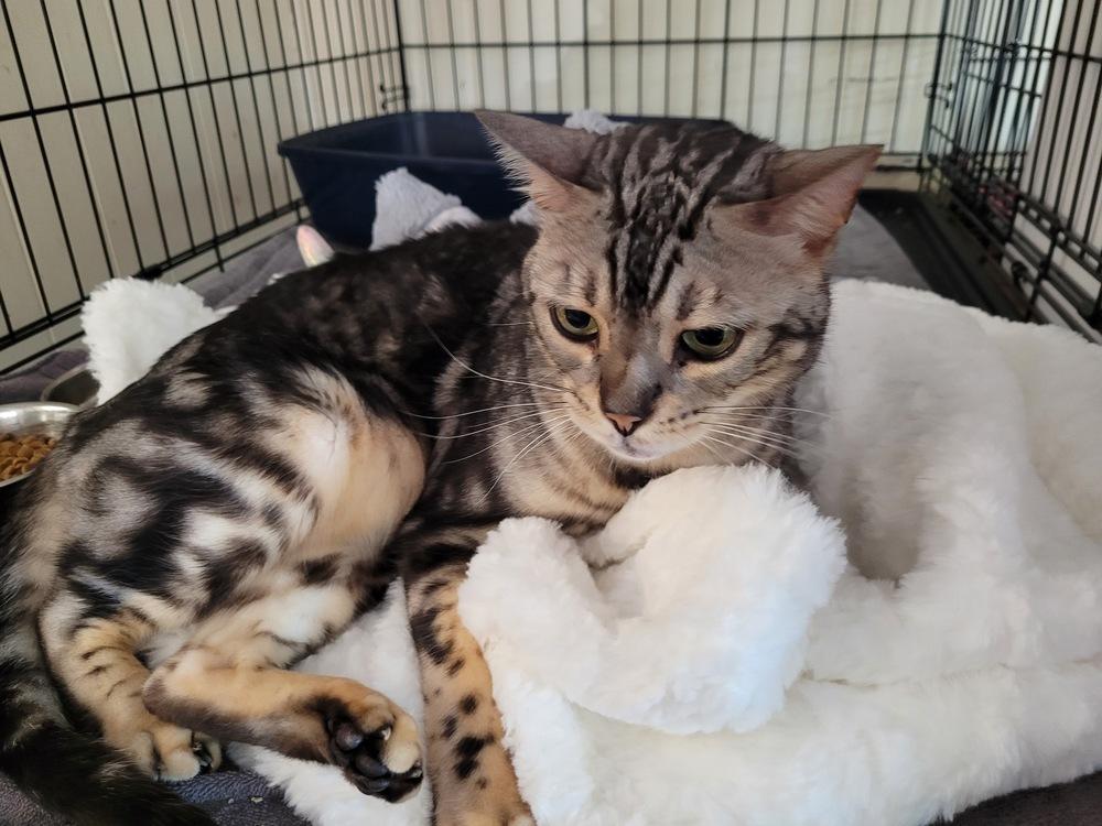 Milo, Adoptable, Senior Male Bengal.