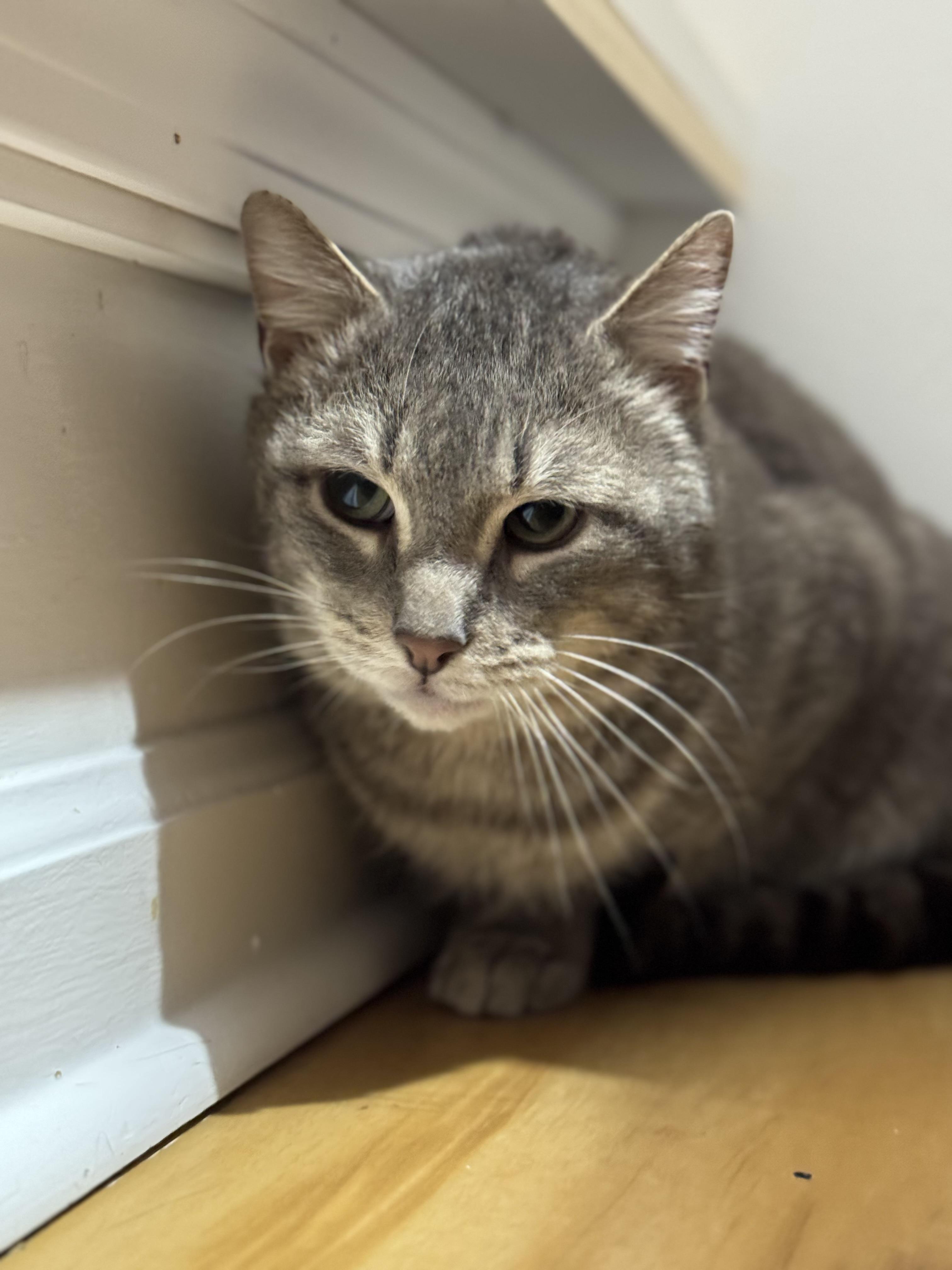Enlarge Ranger, an adopted Domestic Short Hair in New Haven, CT image 1/1