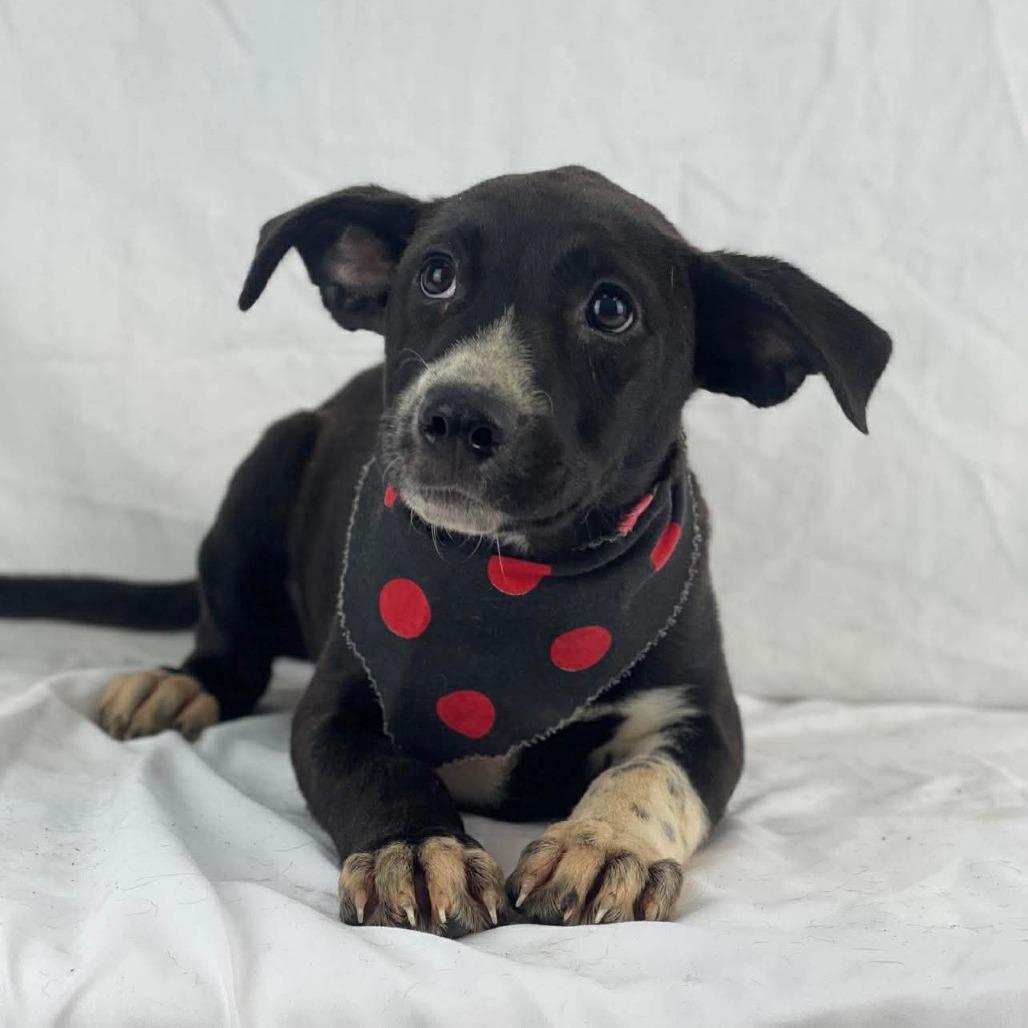 Cinnamon, Adoptable, Puppy Female Mixed Breed.