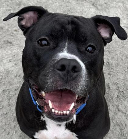 Big Midnight, Adoptable, Adult Male Mixed Breed.