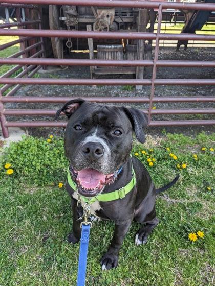 Enlarge Big Midnight, a Adoptable Mixed Breed in Fairfax, VA image 1/3