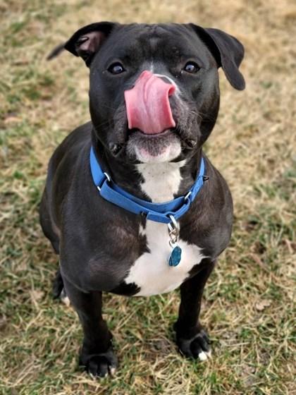 Big Midnight, Adoptable, Adult Male Mixed Breed.