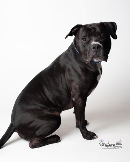 Enlarge Big Midnight, a Adoptable Mixed Breed in Fairfax, VA image 2/3