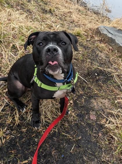 Enlarge Big Midnight, a Adoptable Mixed Breed in Fairfax, VA image 3/3