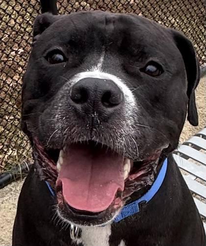 Enlarge Big Midnight, a Adoptable Mixed Breed in Fairfax, VA image 3/3