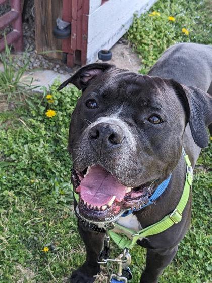 Enlarge Big Midnight, a Adoptable Mixed Breed in Fairfax, VA image 3/3