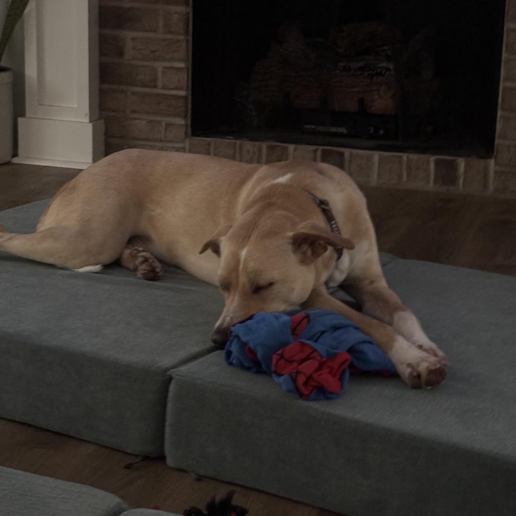 Enlarge Cooper, a Adoptable Carolina Dog in Aberdeen, NC image 1/6