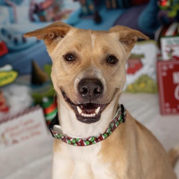 Enlarge Cooper, a Adoptable Carolina Dog in Aberdeen, NC image 2/6