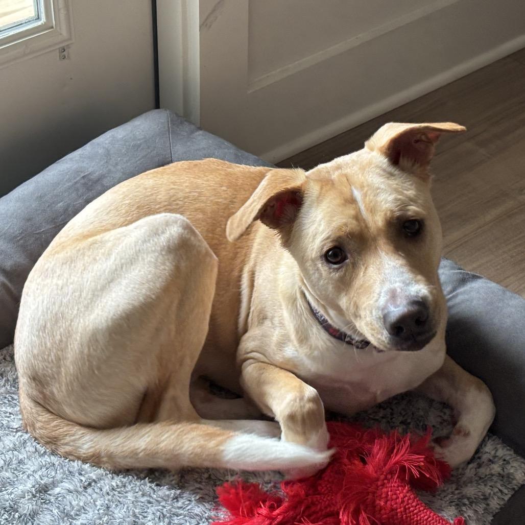 Enlarge Cooper, a Adoptable Carolina Dog in Aberdeen, NC image 3/6