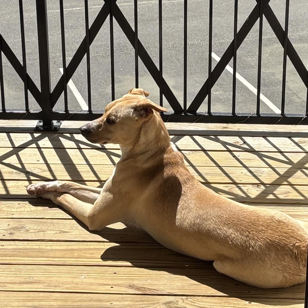 Enlarge Cooper, a Adoptable Carolina Dog in Aberdeen, NC image 4/6