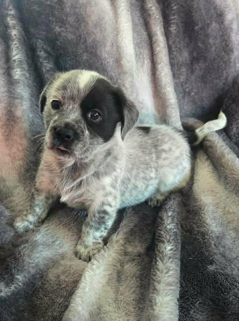 Enlarge Daisy, an adopted mixed breed in Wichita Falls, TX image 2/2