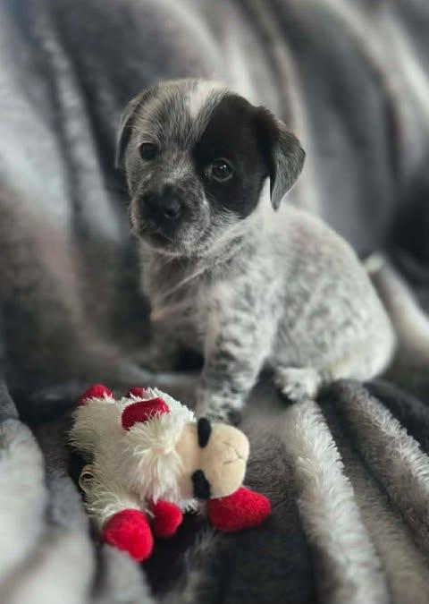 Enlarge Daisy, an adopted mixed breed in Wichita Falls, TX image 1/2