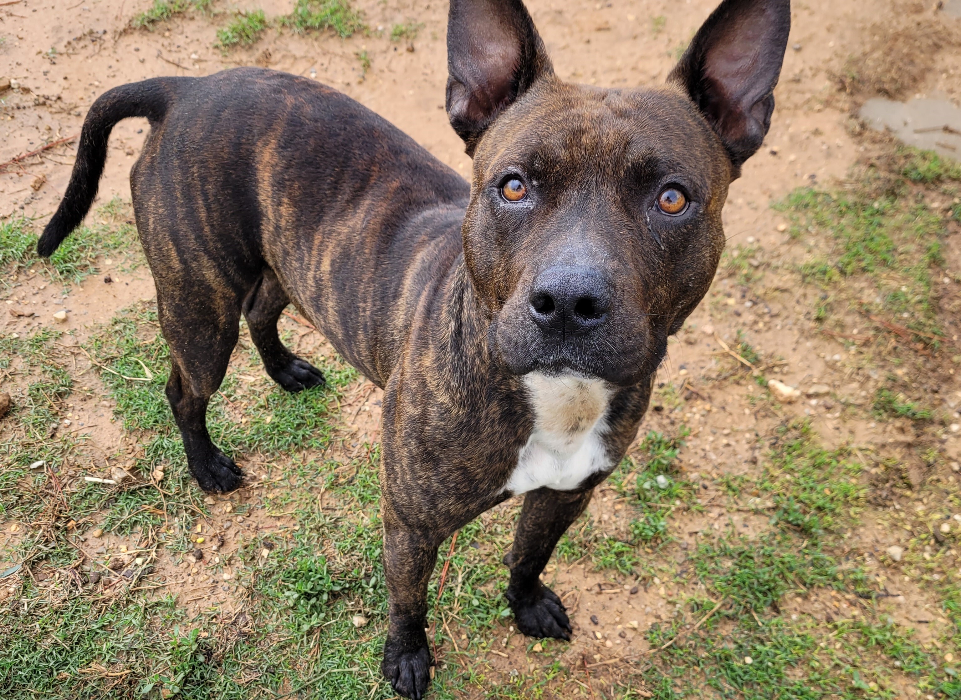Enlarge Camo, a Adoptable American Bully in Nocona, TX image 1/6