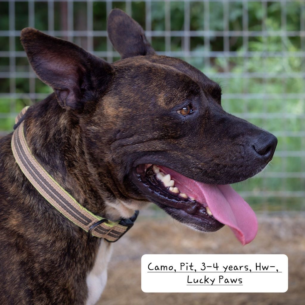 Enlarge Camo, a Adoptable American Bully in Nocona, TX image 2/6