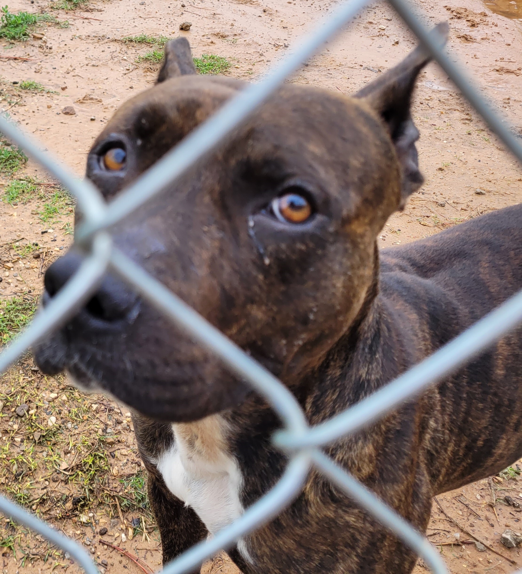 Enlarge Camo, a Adoptable American Bully in Nocona, TX image 3/6