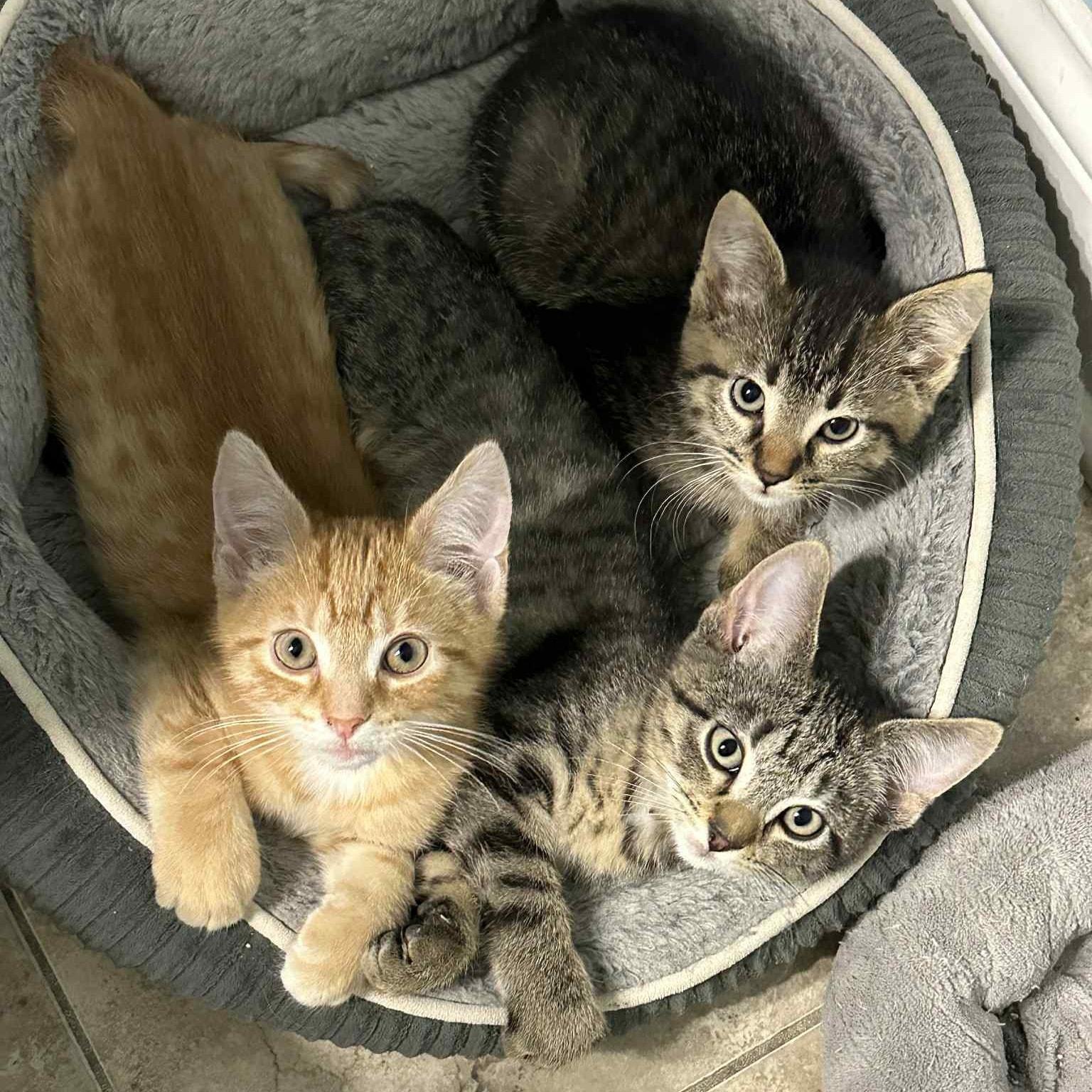 Enlarge Edward Scissorpaws, a Adoptable Domestic Short Hair in Merrillville, IN image 2/5