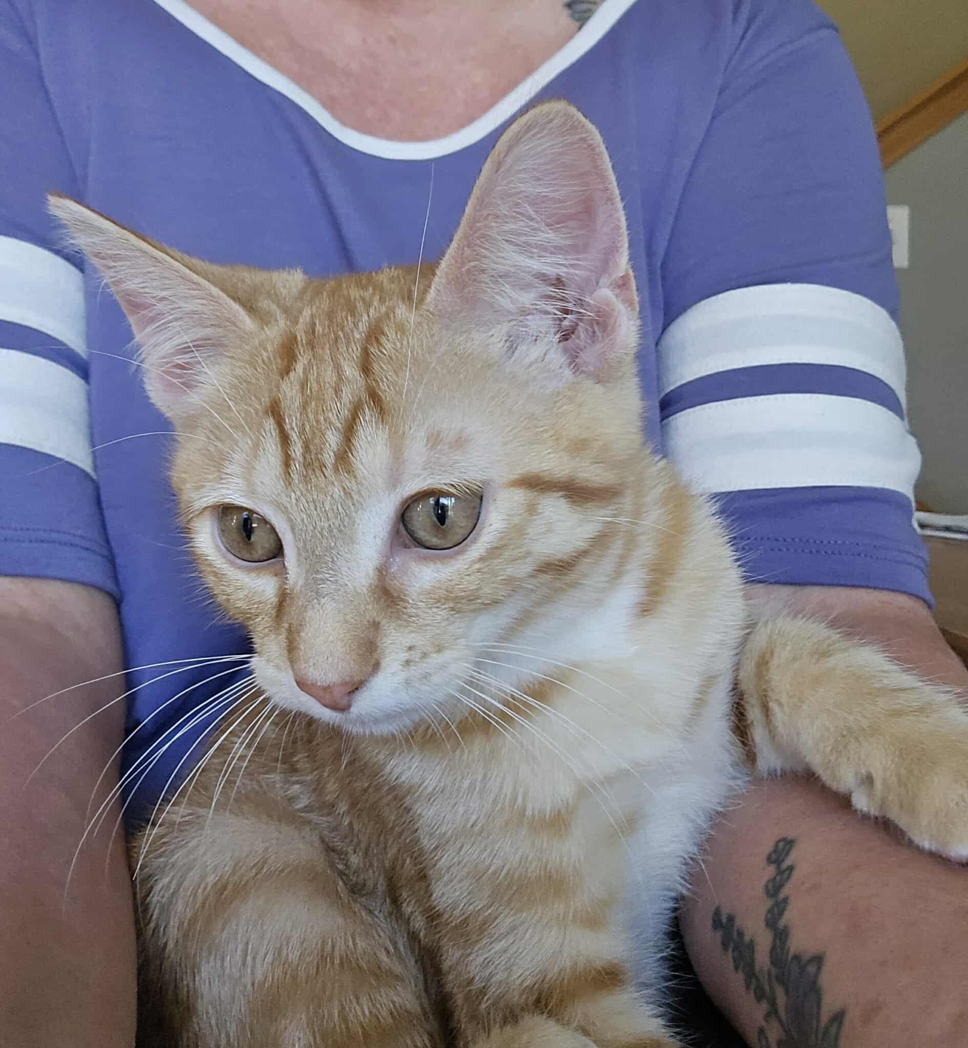 Enlarge Edward Scissorpaws, a Adoptable Domestic Short Hair in Merrillville, IN image 3/5