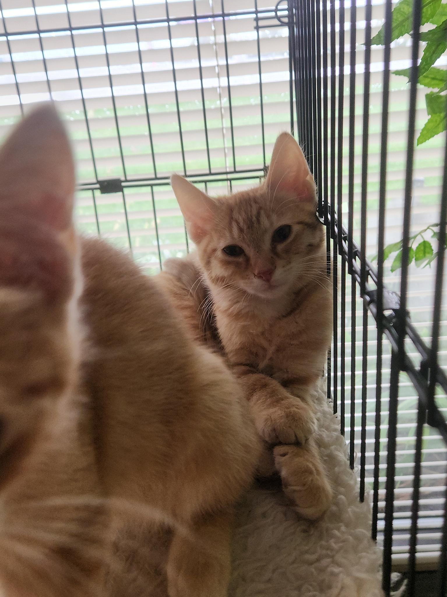 Enlarge Edward Scissorpaws, a Adoptable Domestic Short Hair in Merrillville, IN image 5/5