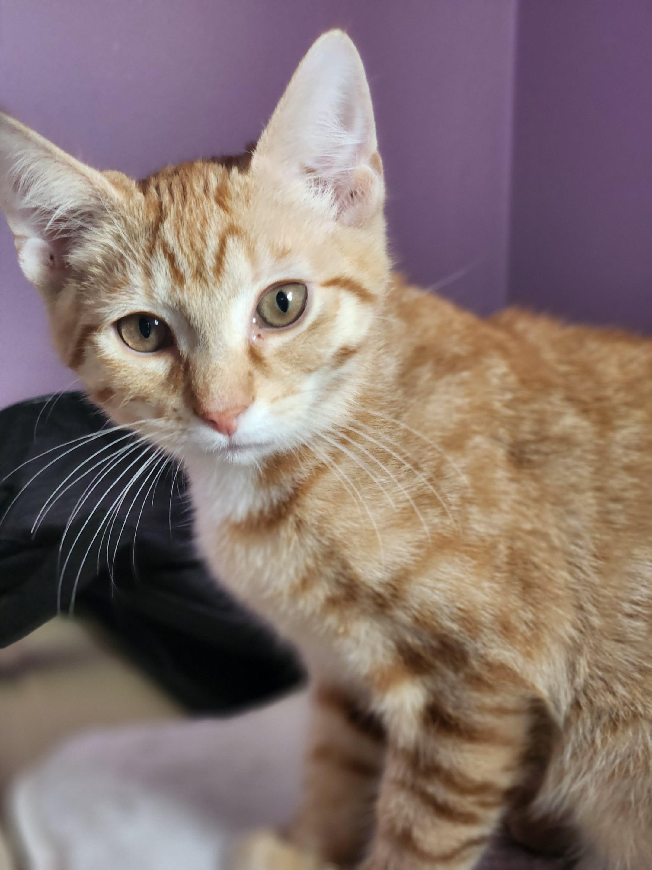 Edward Scissorpaws, adopted, Young Male Domestic Short Hair.
