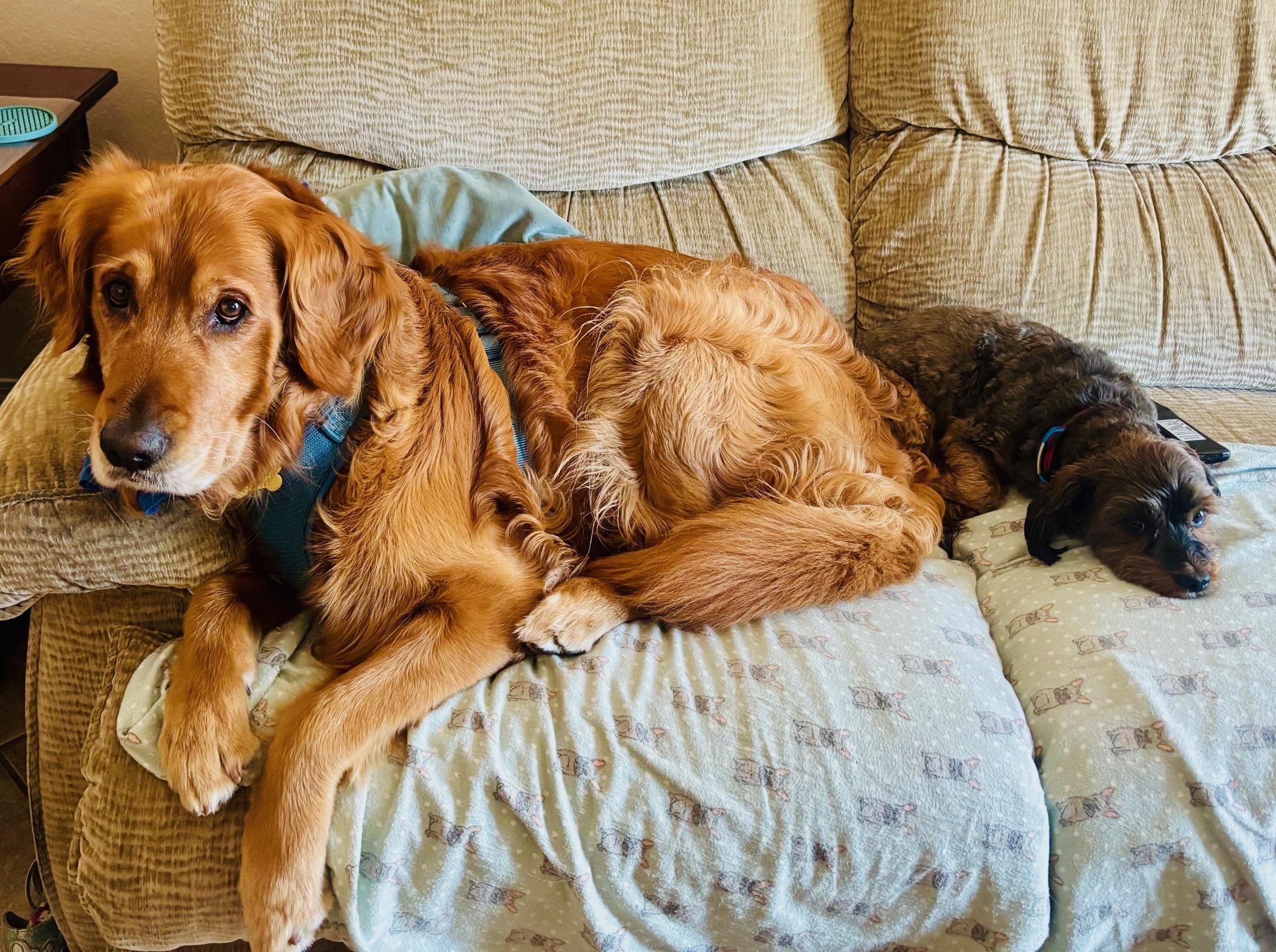 Enlarge Adam, a Adopted Golden Retriever in Los Angeles, CA image 1/5