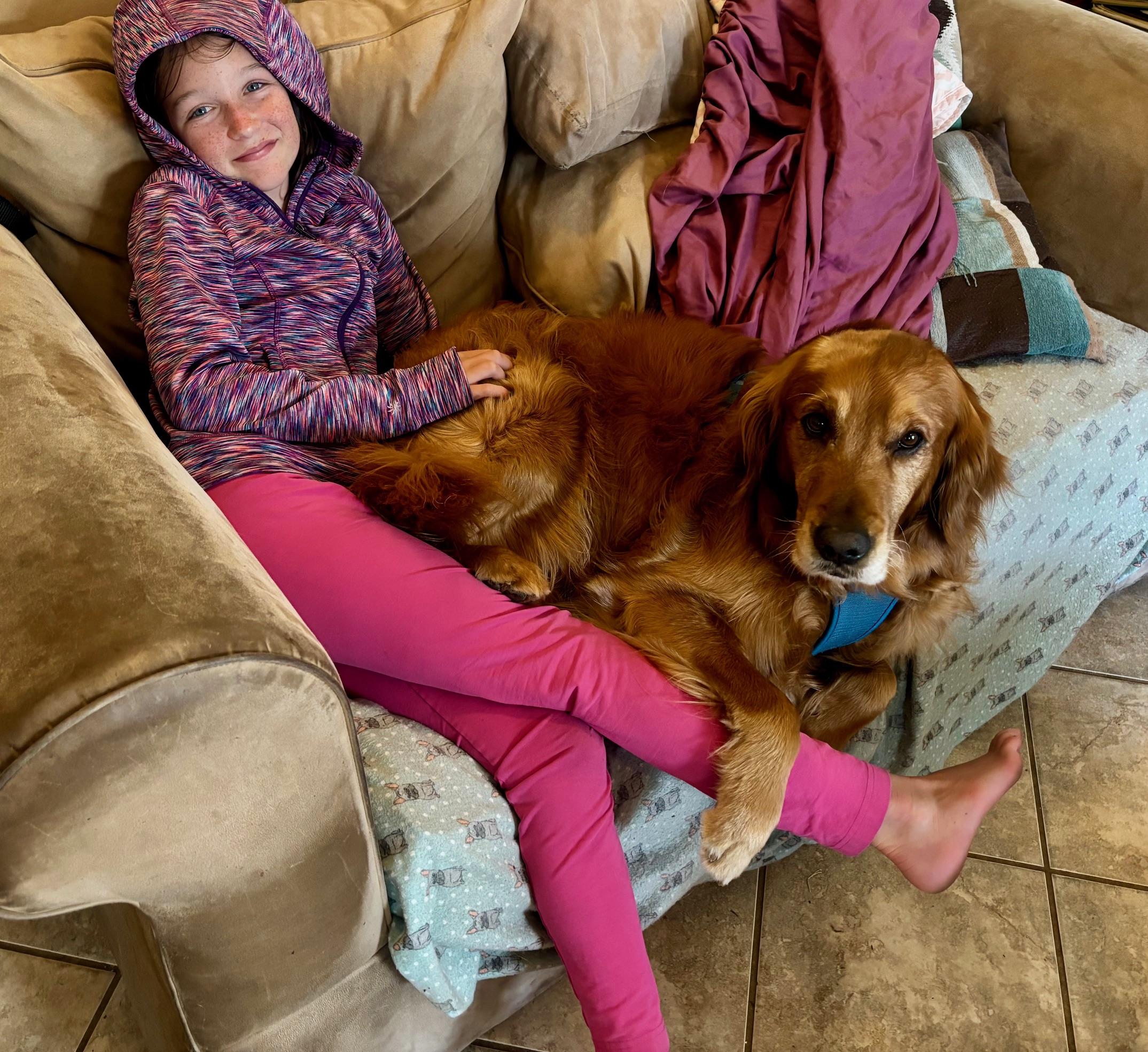 Enlarge Adam, a Adopted Golden Retriever in Los Angeles, CA image 3/5