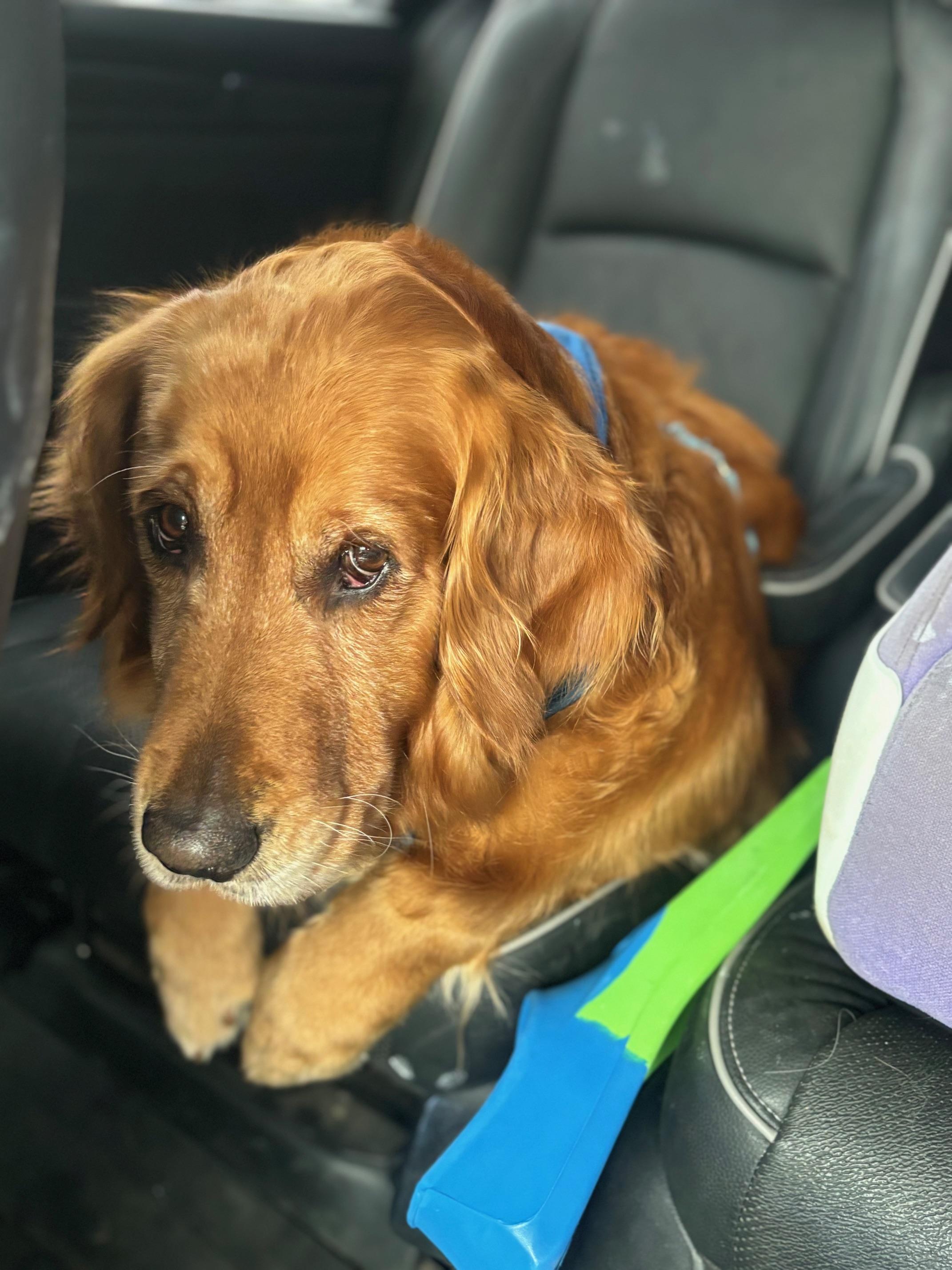 Enlarge Adam, a Adopted Golden Retriever in Los Angeles, CA image 4/5