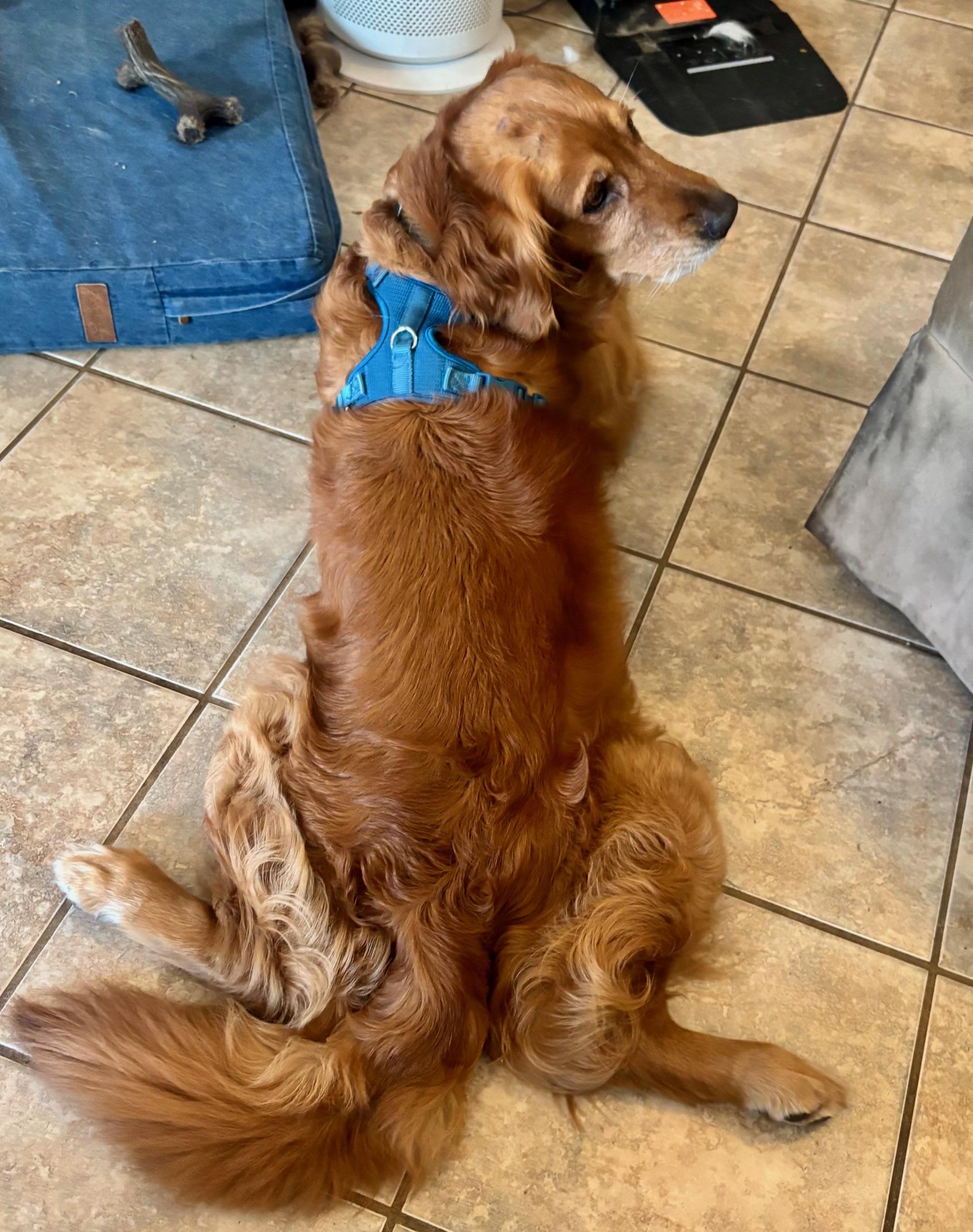 Enlarge Adam, a Adopted Golden Retriever in Los Angeles, CA image 5/5