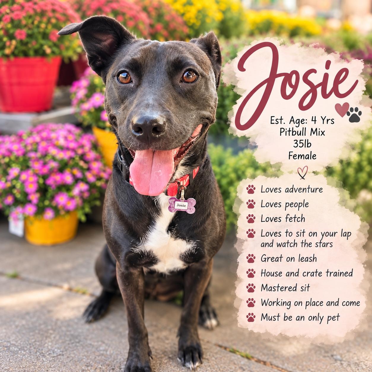 Enlarge Josie, a Adoptable mixed breed in Cleveland, OH image 2/6