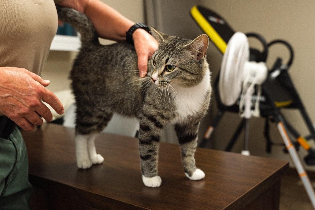 Squid, Adoptable, Young Male Domestic Short Hair.