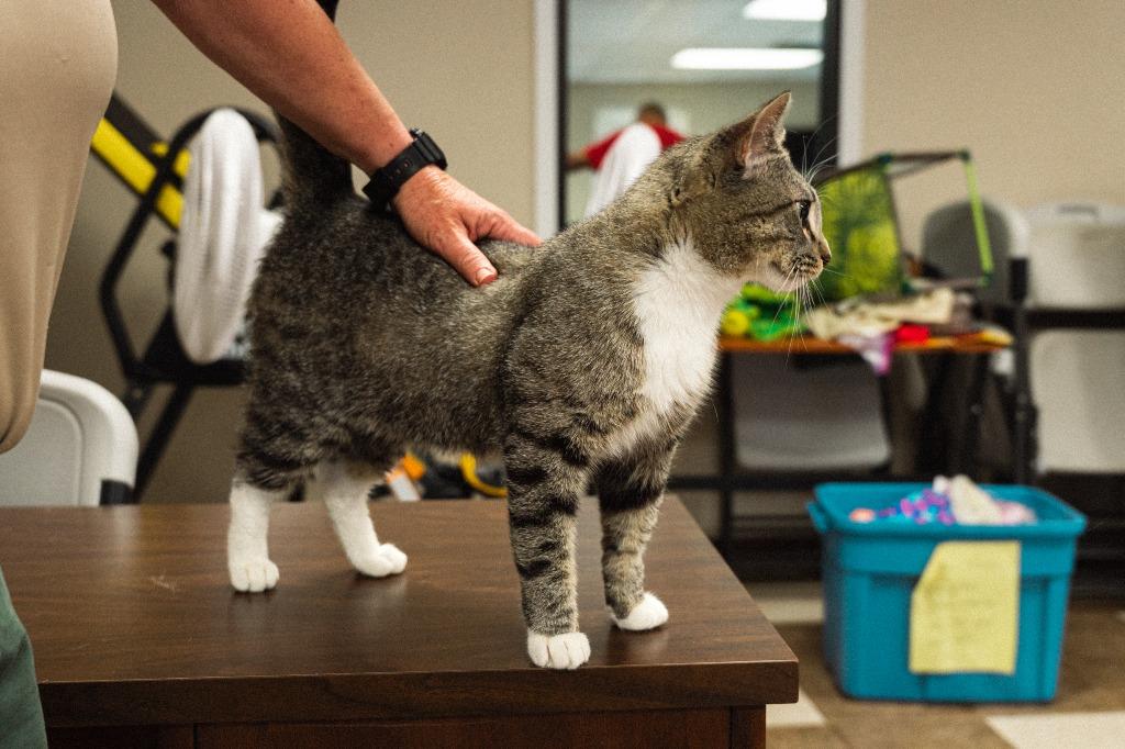 Enlarge Squid, a Adoptable mixed breed in Mocksville, NC image 3/5