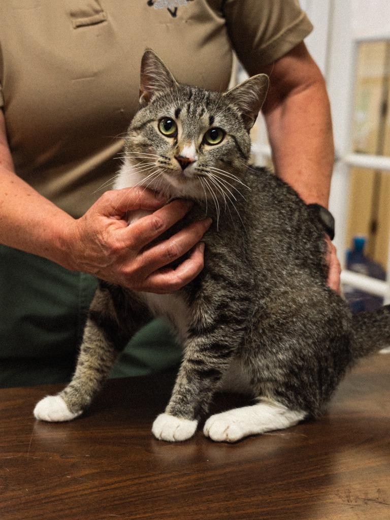 Enlarge Squid, a Adoptable mixed breed in Mocksville, NC image 4/5