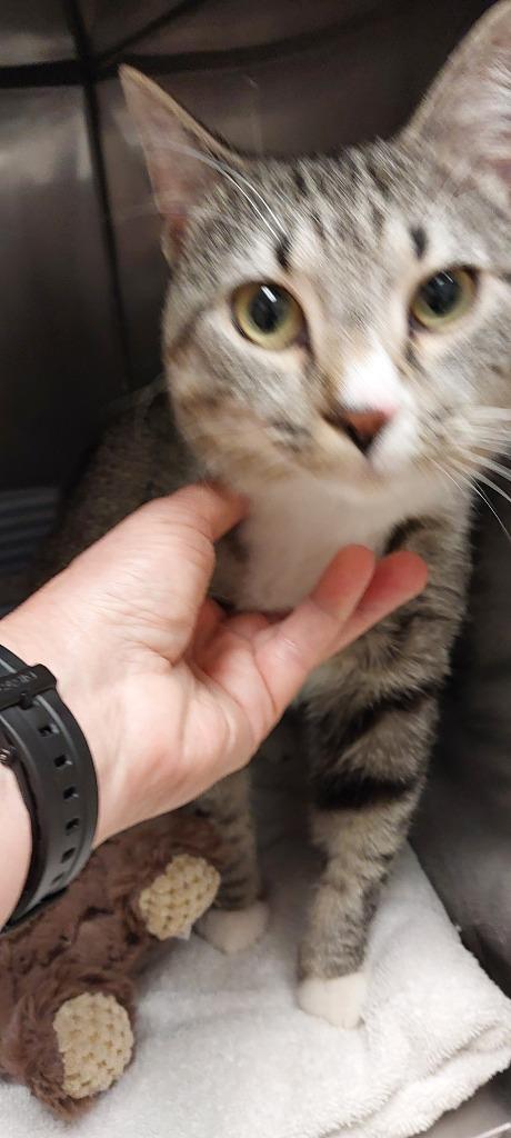 Squid, Adoptable, Young Male Domestic Short Hair.