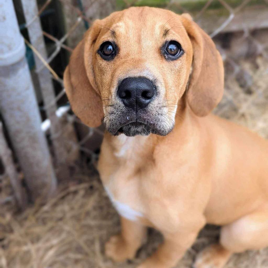 Enlarge Elvis, a Adoptable mixed breed in Savannah, GA image 1/4