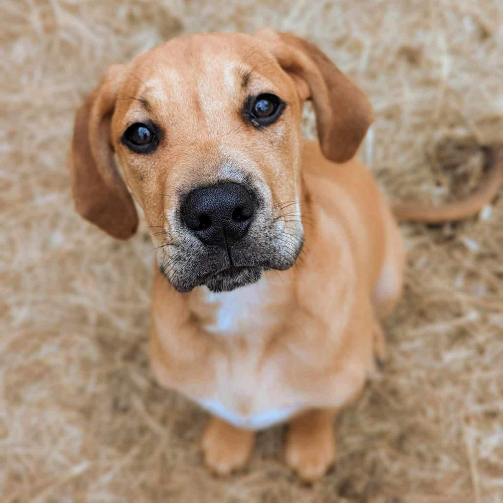 Enlarge Elvis, a Adoptable mixed breed in Savannah, GA image 2/4