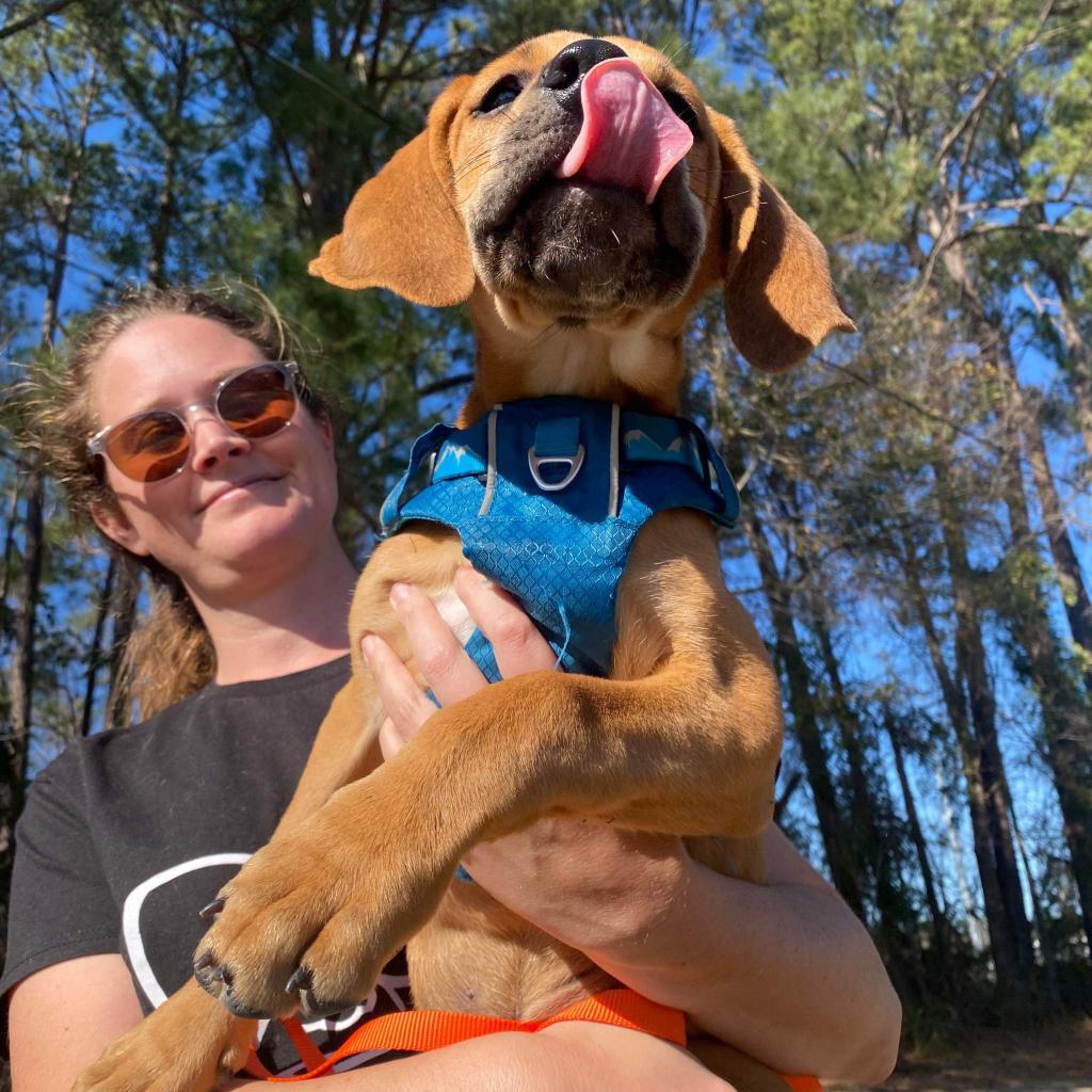 Enlarge Elvis, a Adoptable mixed breed in Savannah, GA image 3/4