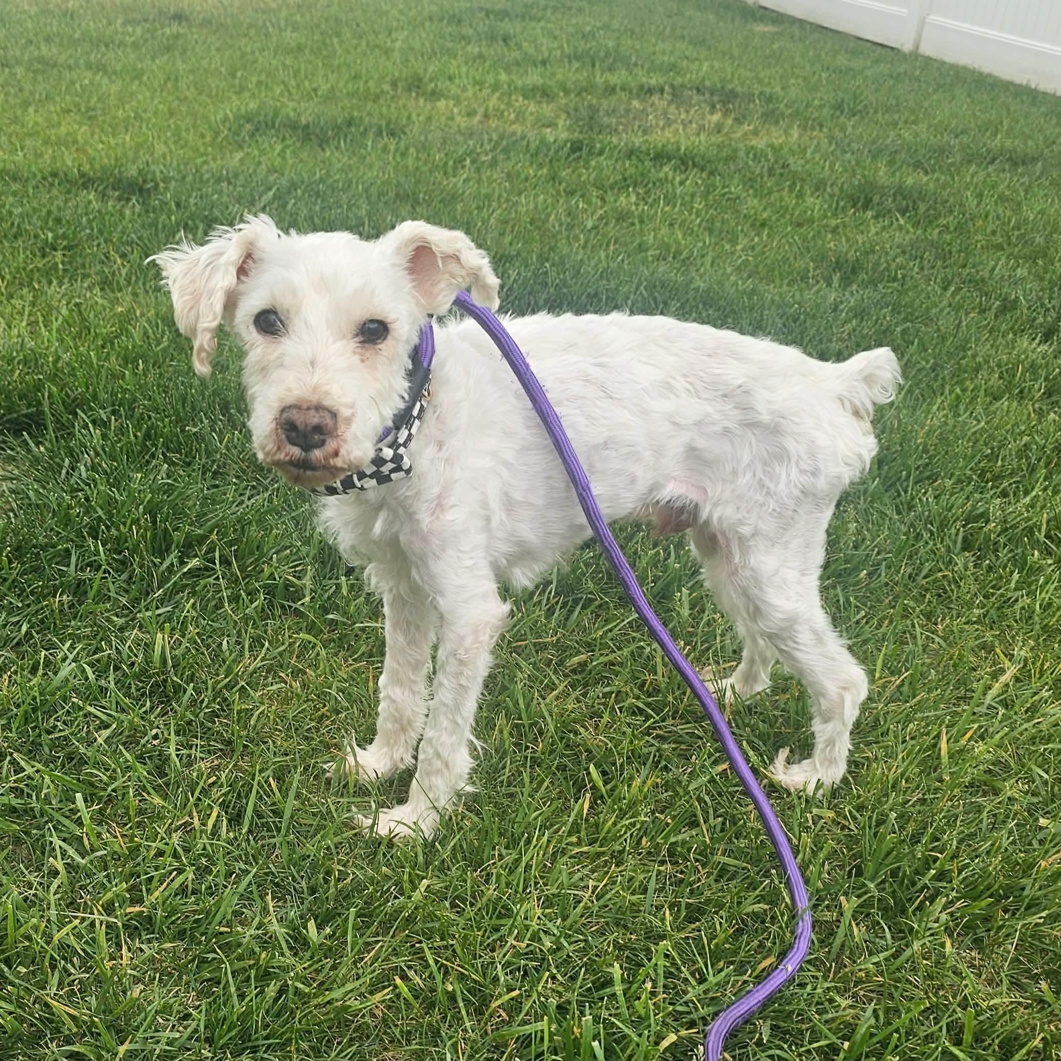Enlarge Harvard sponsored adoption fee, a ADOPTABLE Poodle in Minooka, IL image 3/4