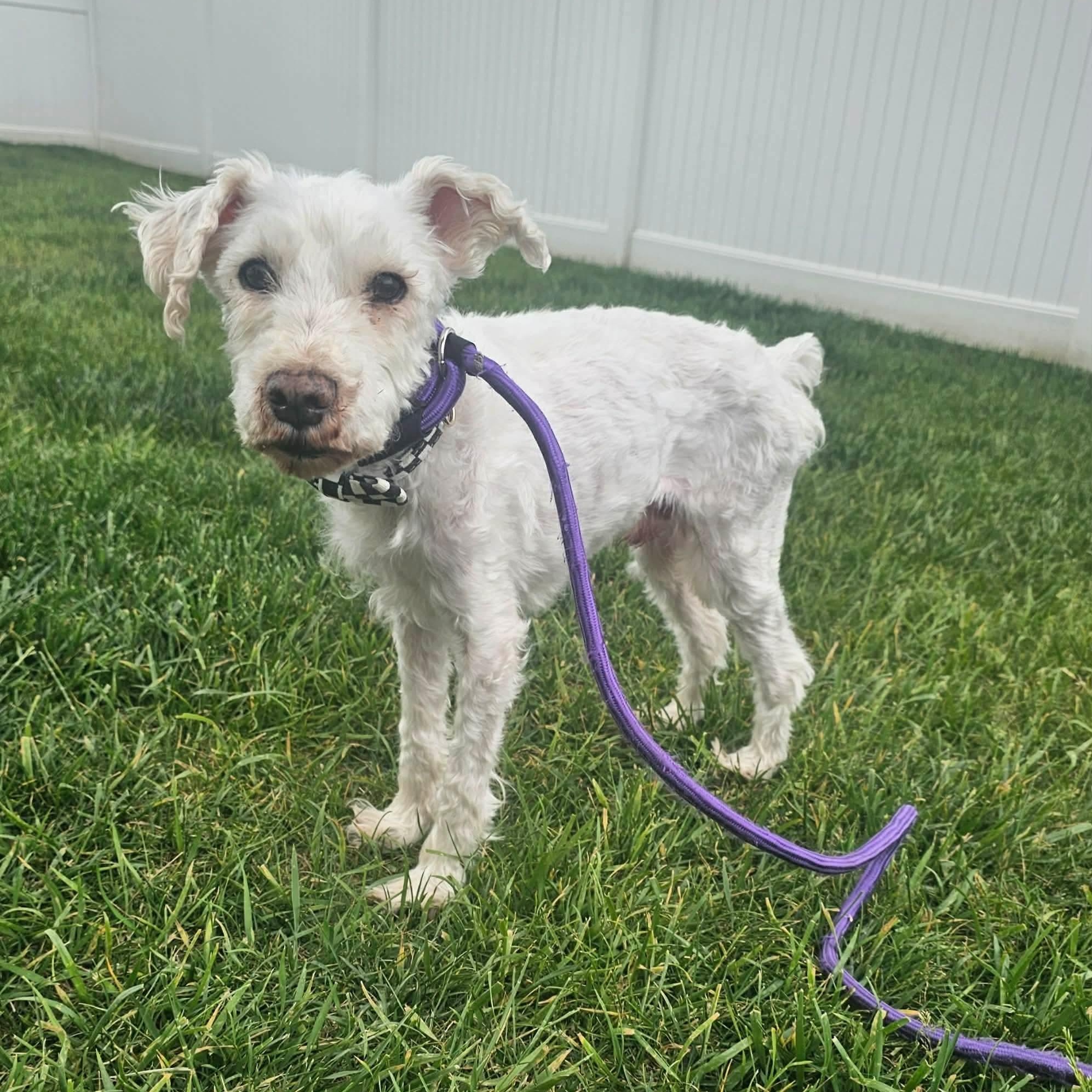 Enlarge Harvard sponsored adoption fee, a ADOPTABLE Poodle in Minooka, IL image 2/4