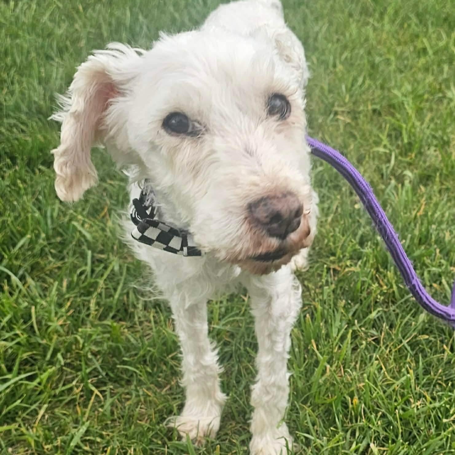 Enlarge Harvard sponsored adoption fee, a ADOPTABLE Poodle in Minooka, IL image 1/4