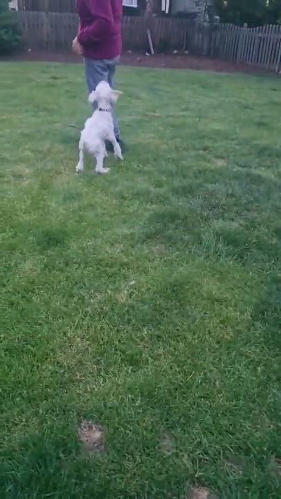 Enlarge Harvard sponsored adoption fee, a ADOPTABLE Poodle in Minooka, IL video 4/4