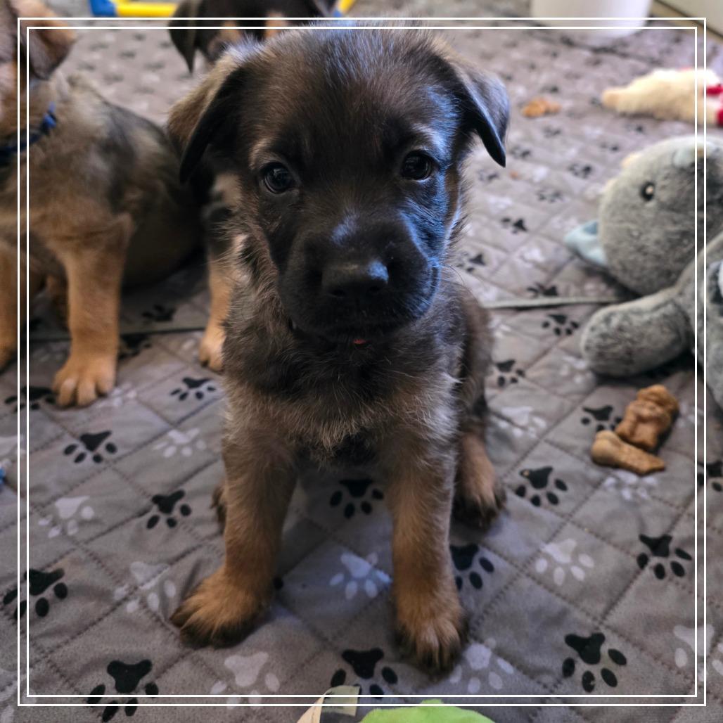 Churro, Adoptable, Puppy Male Shepherd & Mixed Breed.
