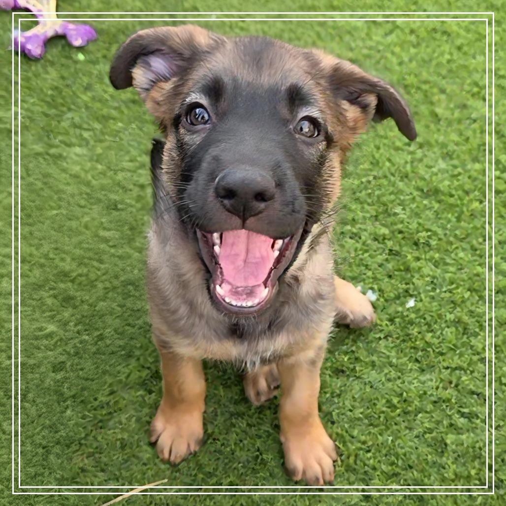 Enlarge Churro, a Adoptable mixed breed in Chandler, AZ image 2/4